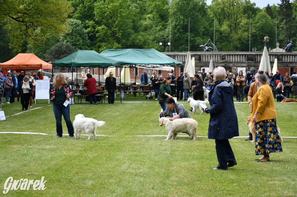 Świerklaniec. Wystawa golden retrieverów