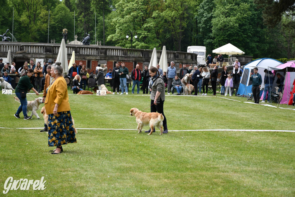 Świerklaniec. Wystawa golden retrieverów