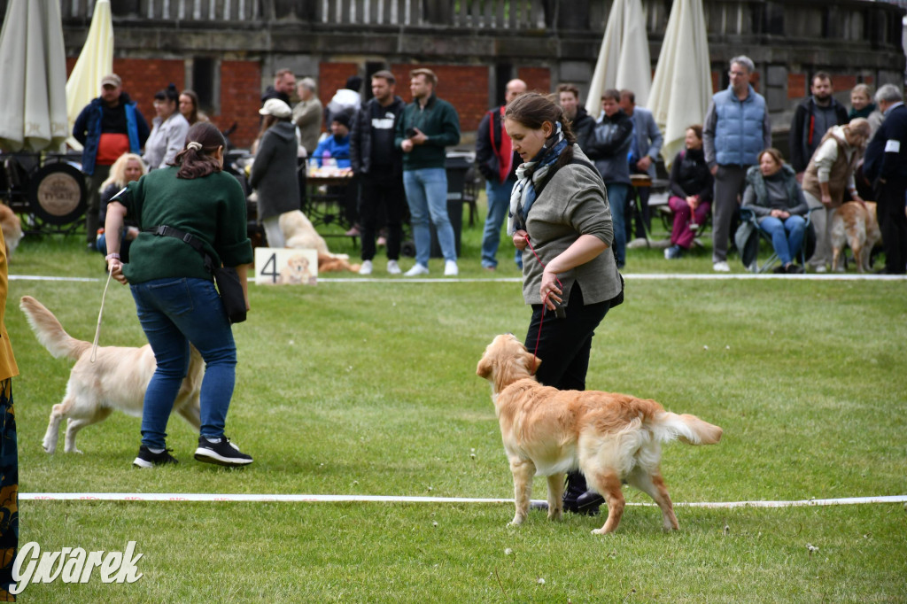 Świerklaniec. Wystawa golden retrieverów