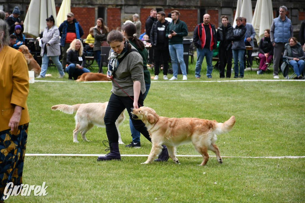 Świerklaniec. Wystawa golden retrieverów