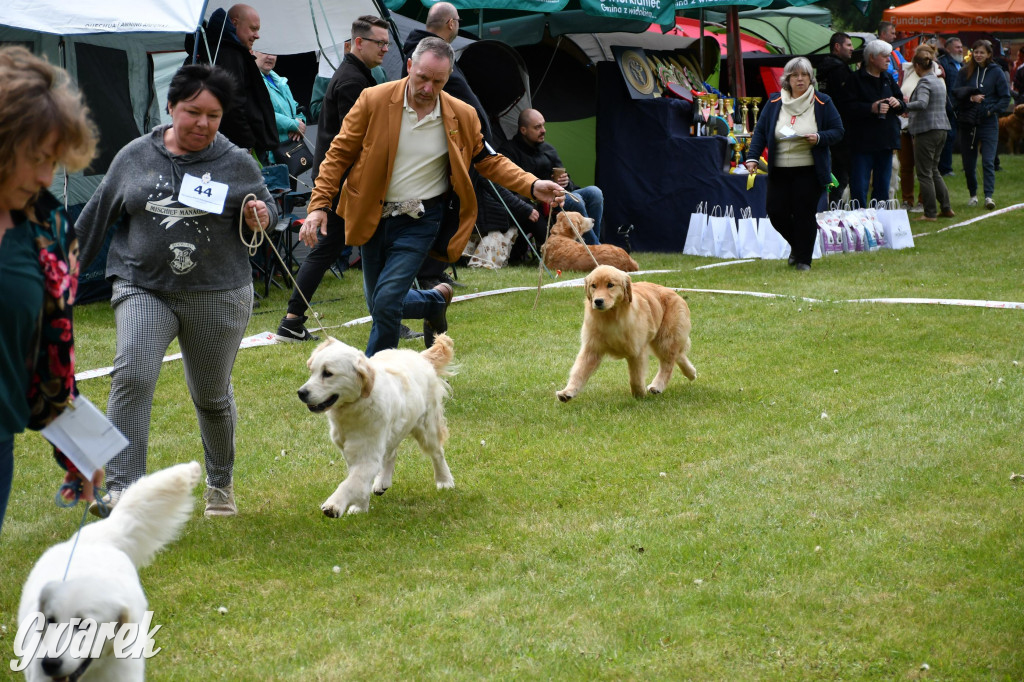 Świerklaniec. Wystawa golden retrieverów