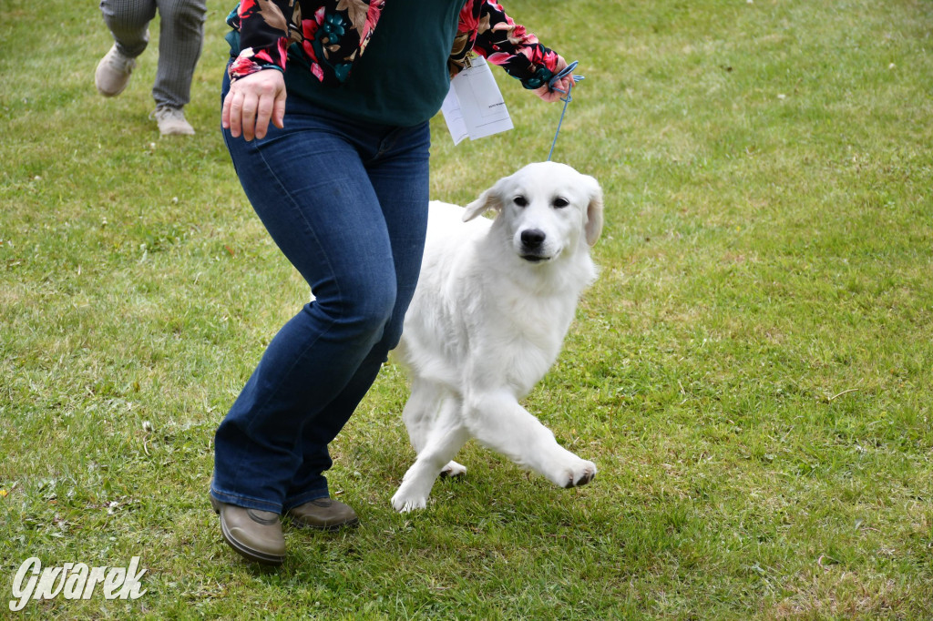 Świerklaniec. Wystawa golden retrieverów