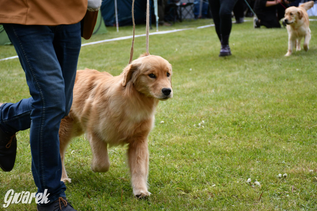 Świerklaniec. Wystawa golden retrieverów