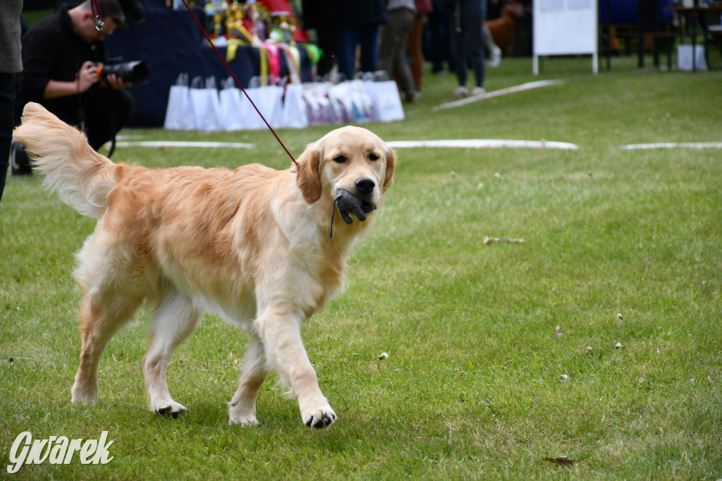 Świerklaniec. Wystawa golden retrieverów