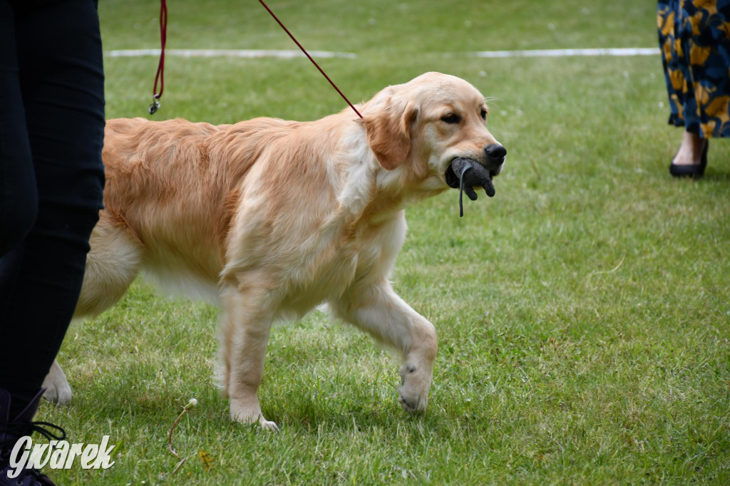 Świerklaniec. Wystawa golden retrieverów