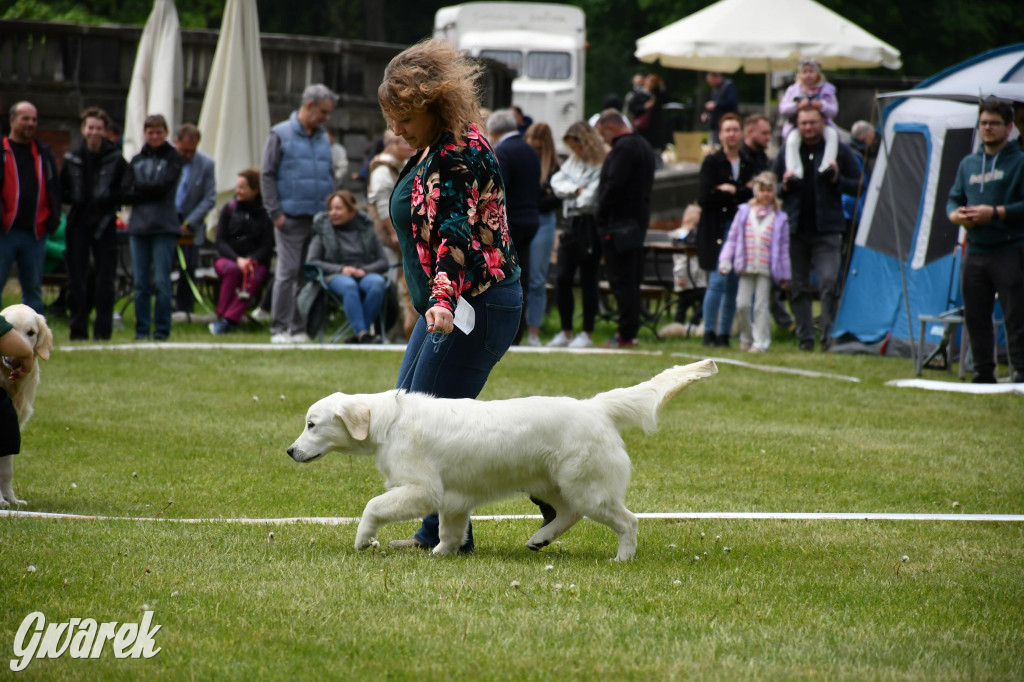 Świerklaniec. Wystawa golden retrieverów