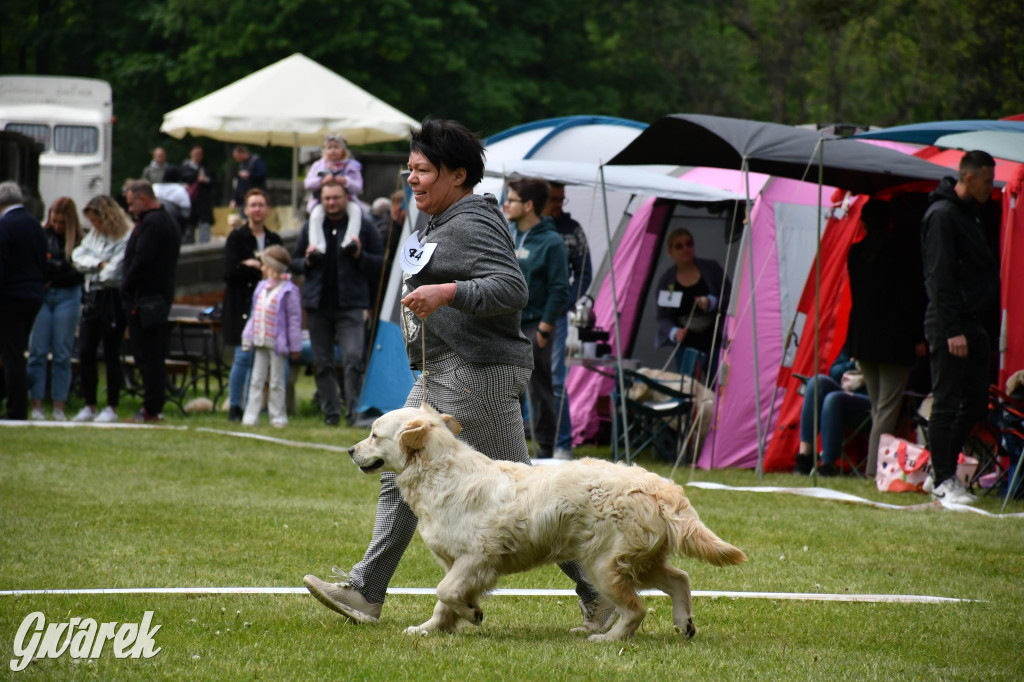 Świerklaniec. Wystawa golden retrieverów