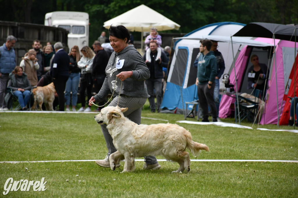 Świerklaniec. Wystawa golden retrieverów