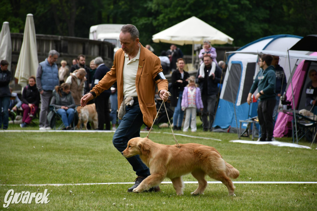 Świerklaniec. Wystawa golden retrieverów