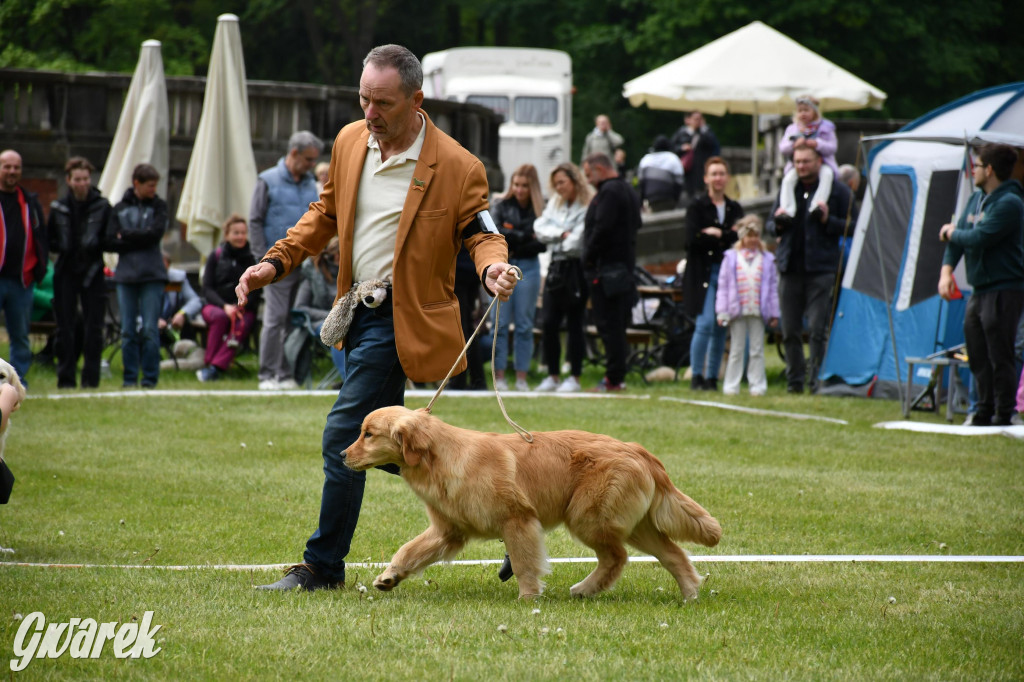 Świerklaniec. Wystawa golden retrieverów