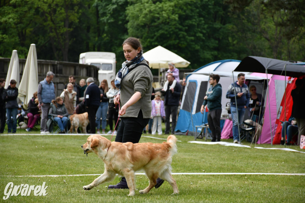 Świerklaniec. Wystawa golden retrieverów