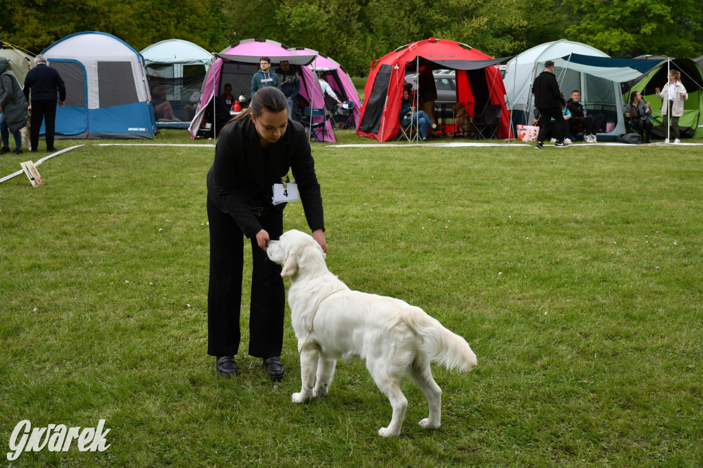 Świerklaniec. Wystawa golden retrieverów