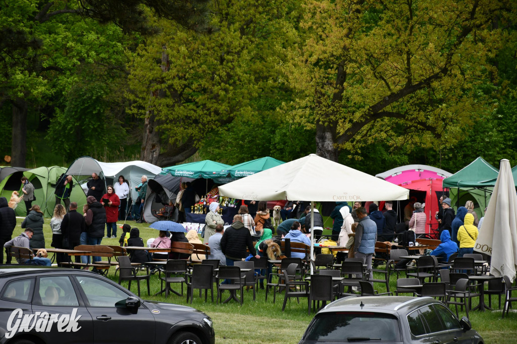 Świerklaniec. Wystawa golden retrieverów