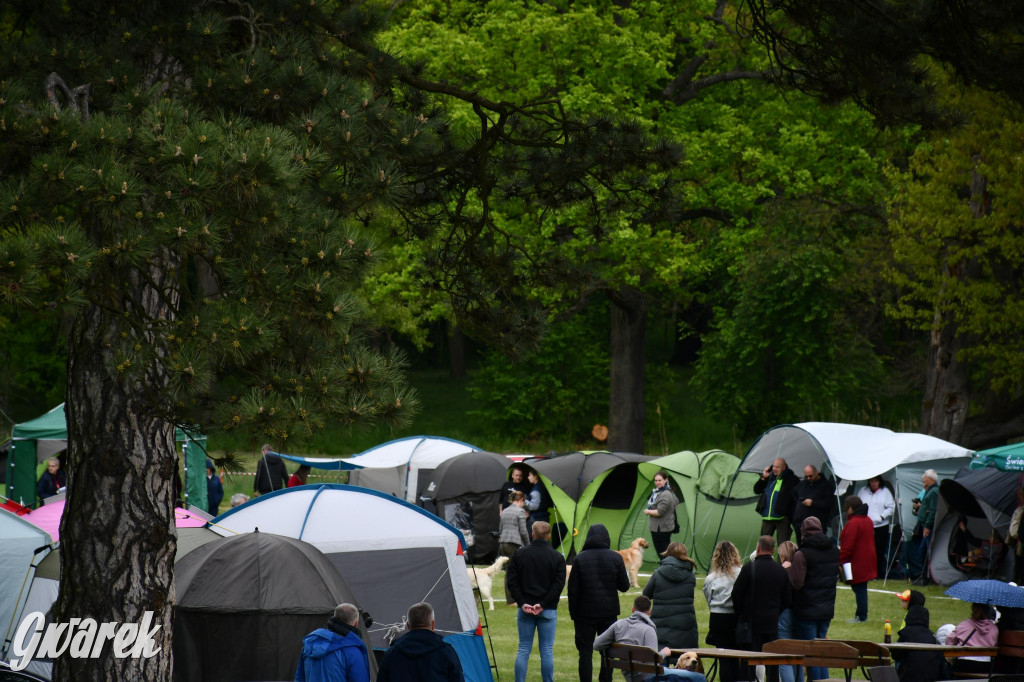 Świerklaniec. Wystawa golden retrieverów