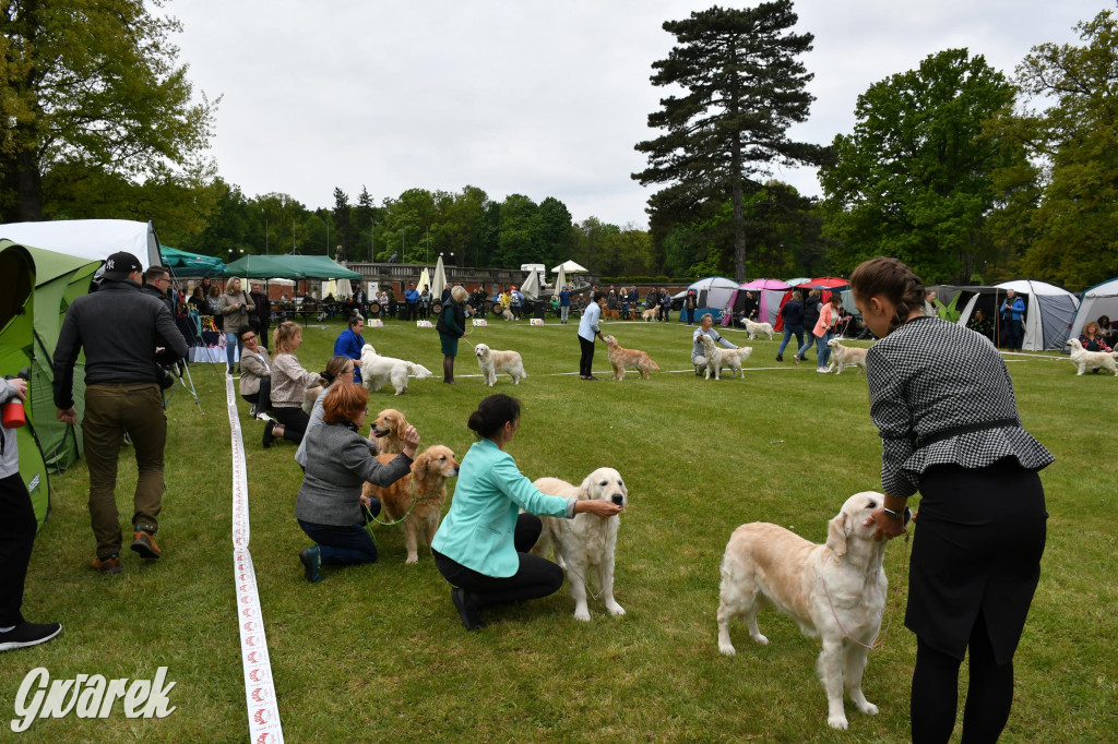 Świerklaniec. Wystawa golden retrieverów