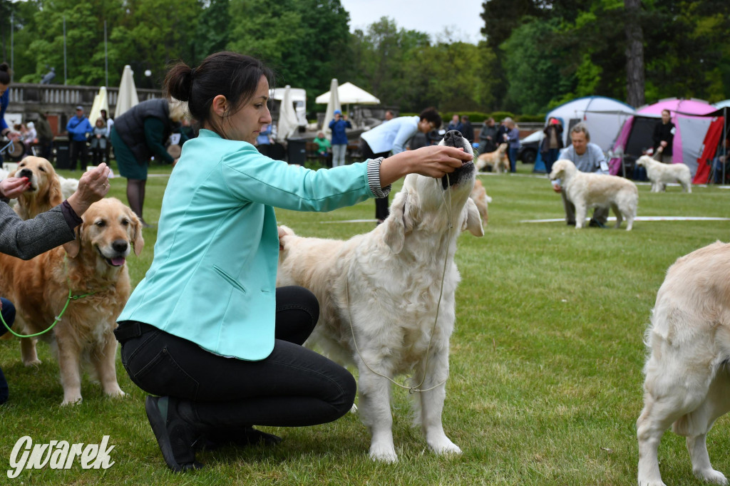 Świerklaniec. Wystawa golden retrieverów
