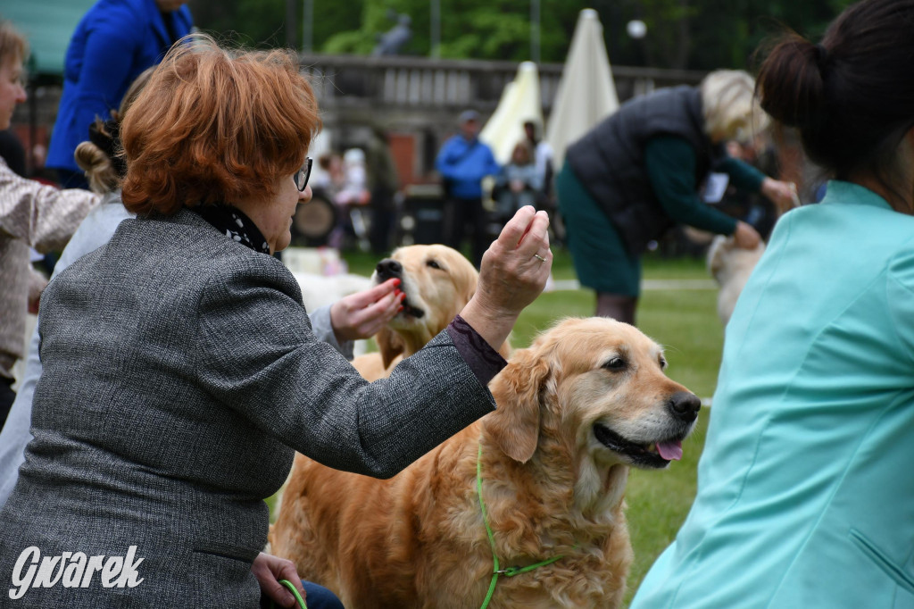 Świerklaniec. Wystawa golden retrieverów