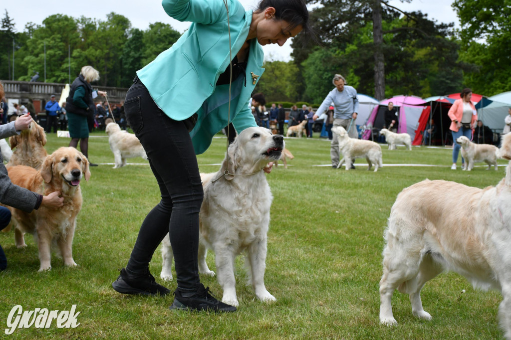 Świerklaniec. Wystawa golden retrieverów