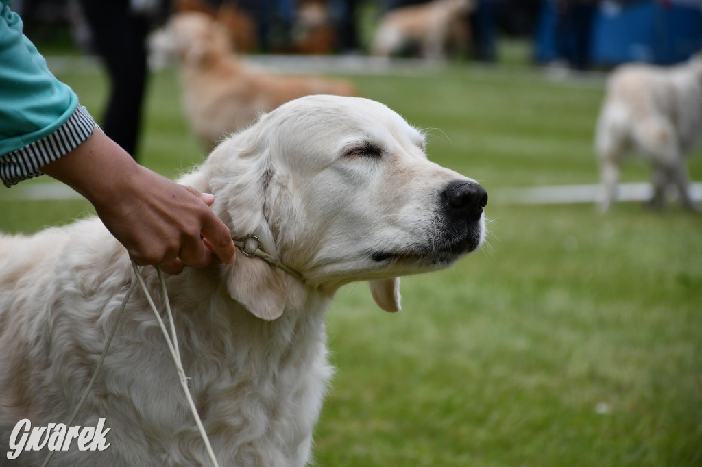 Świerklaniec. Wystawa golden retrieverów