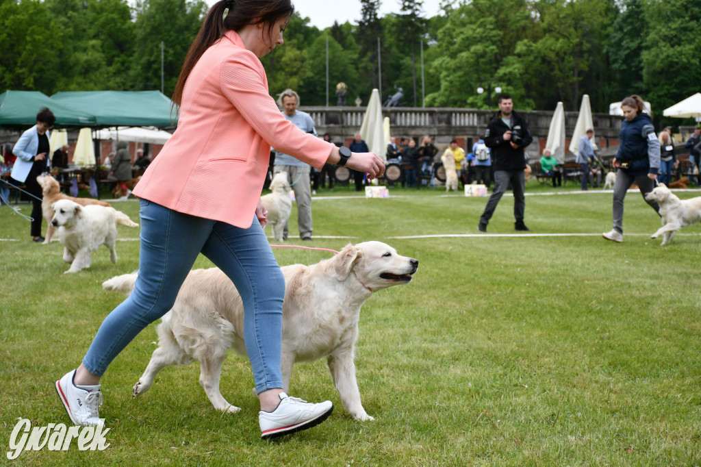 Świerklaniec. Wystawa golden retrieverów
