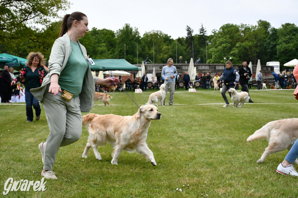 Świerklaniec. Wystawa golden retrieverów