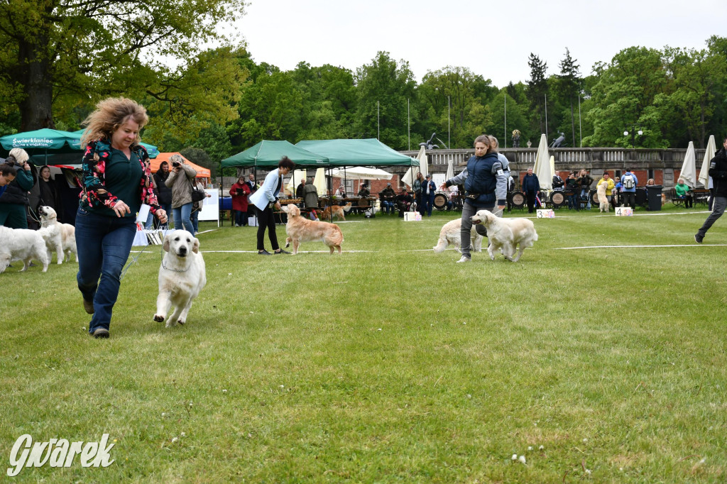 Świerklaniec. Wystawa golden retrieverów