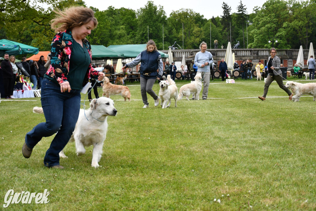 Świerklaniec. Wystawa golden retrieverów