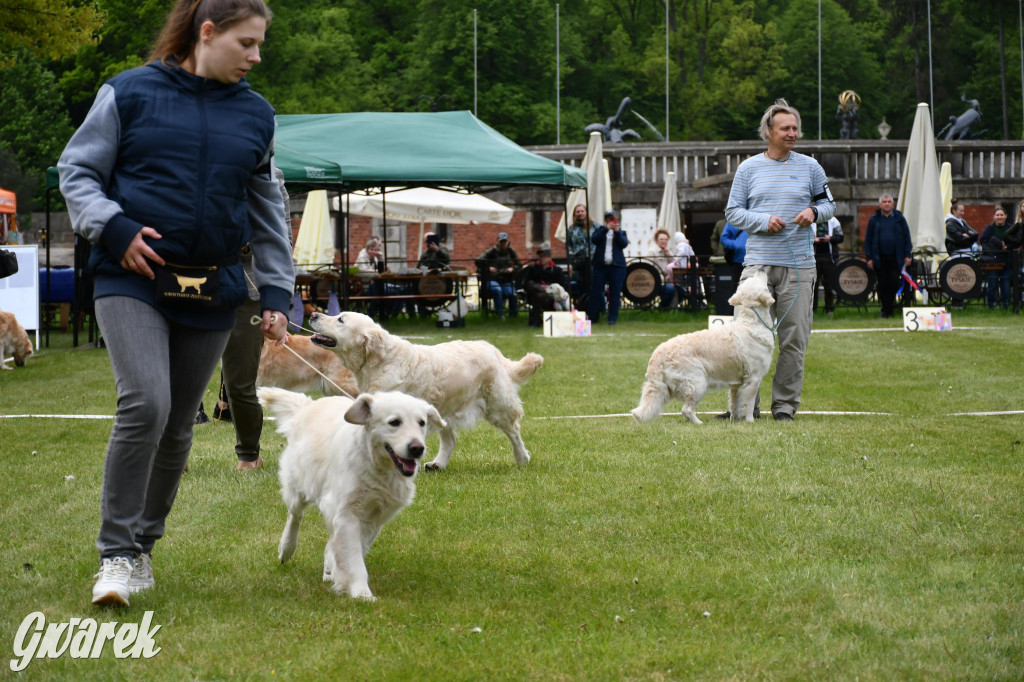 Świerklaniec. Wystawa golden retrieverów