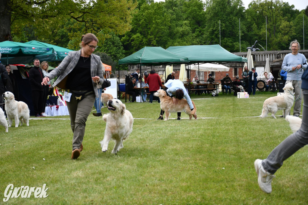 Świerklaniec. Wystawa golden retrieverów