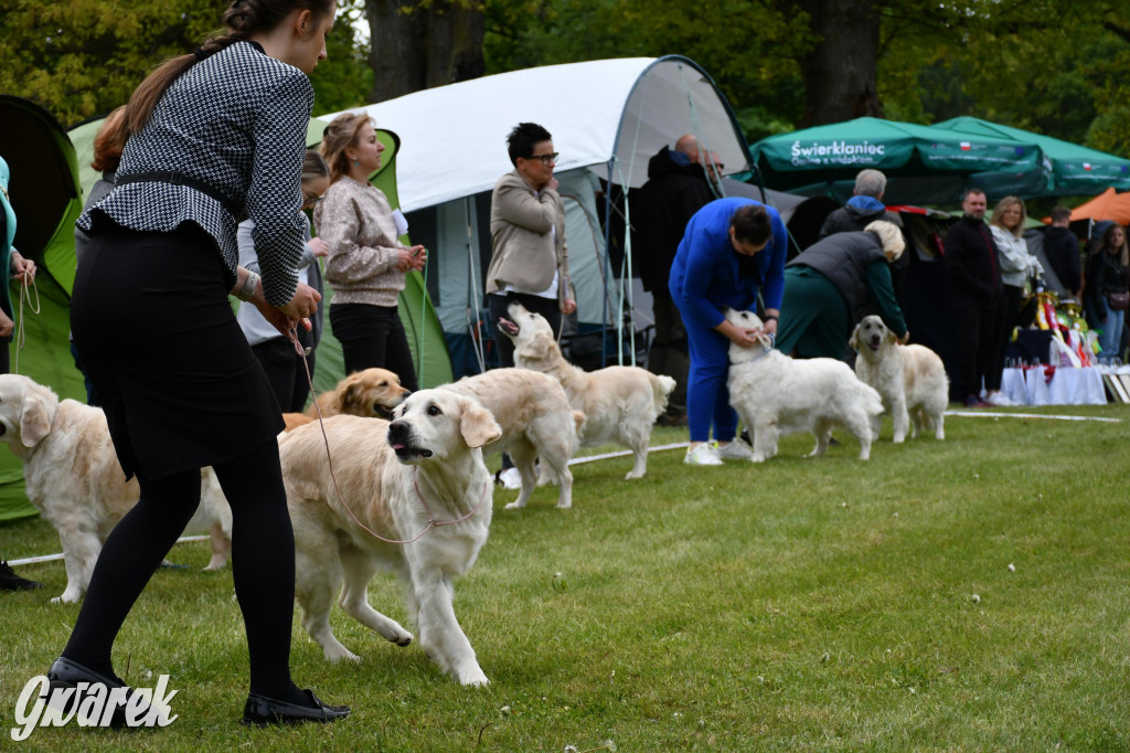 Świerklaniec. Wystawa golden retrieverów