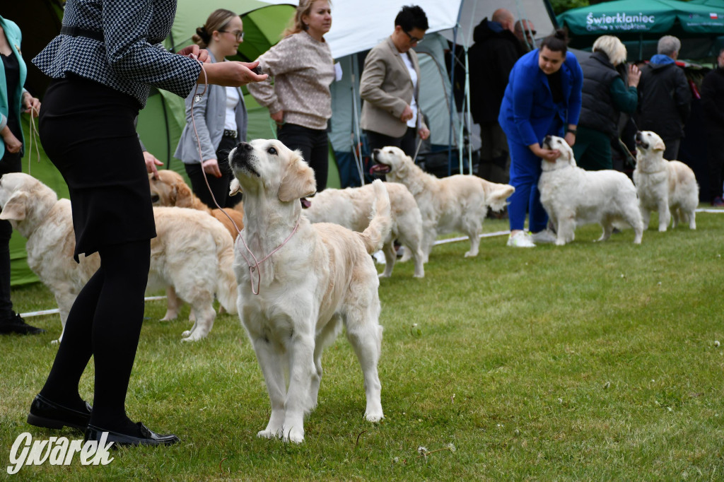 Świerklaniec. Wystawa golden retrieverów
