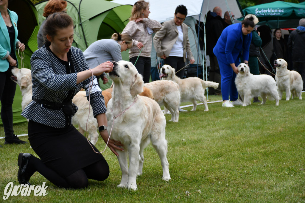 Świerklaniec. Wystawa golden retrieverów