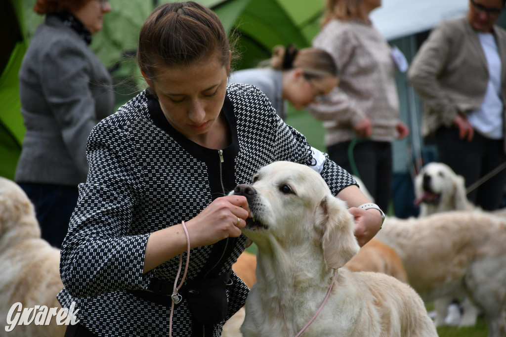 Świerklaniec. Wystawa golden retrieverów