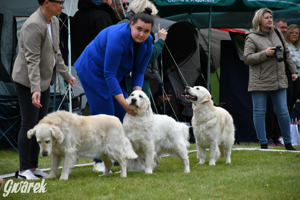 Świerklaniec. Wystawa golden retrieverów