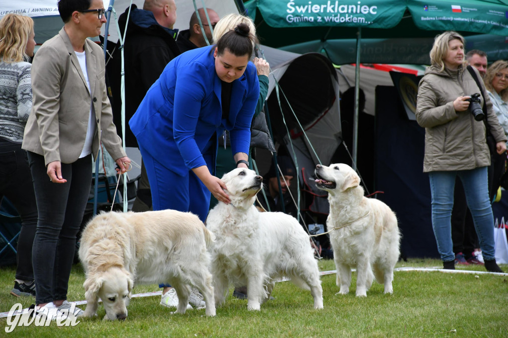 Świerklaniec. Wystawa golden retrieverów