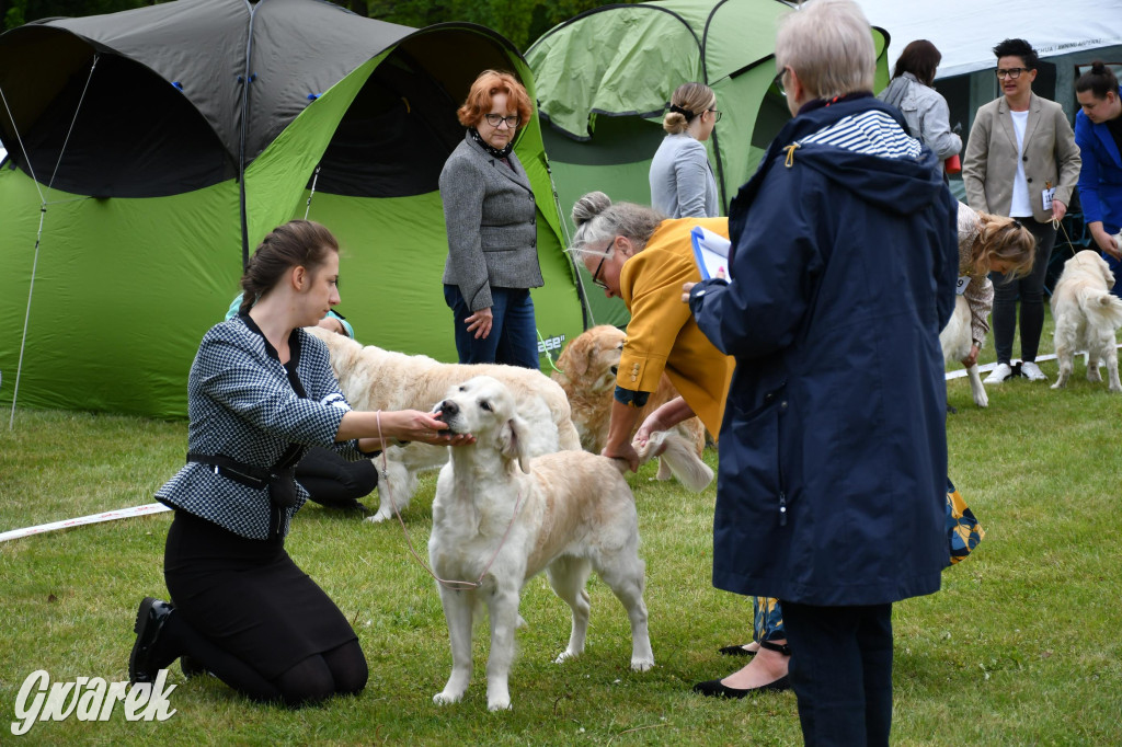 Świerklaniec. Wystawa golden retrieverów