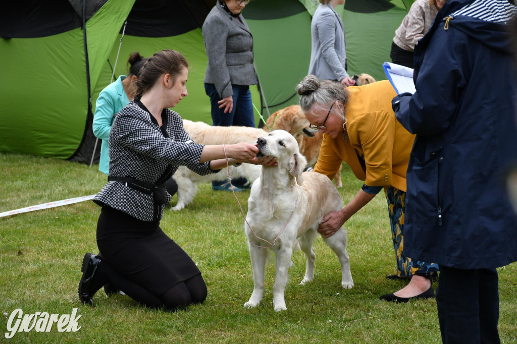 Świerklaniec. Wystawa golden retrieverów