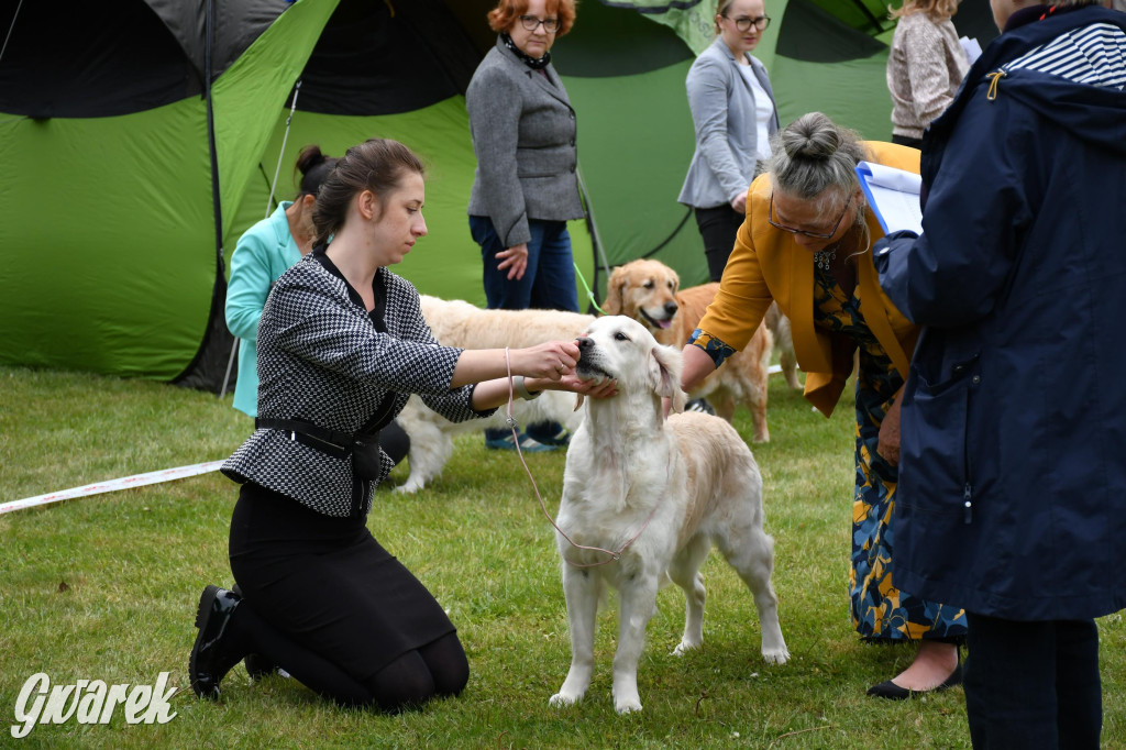 Świerklaniec. Wystawa golden retrieverów
