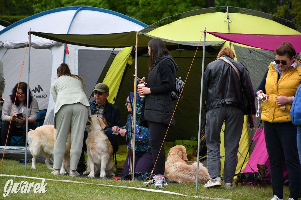 Świerklaniec. Wystawa golden retrieverów