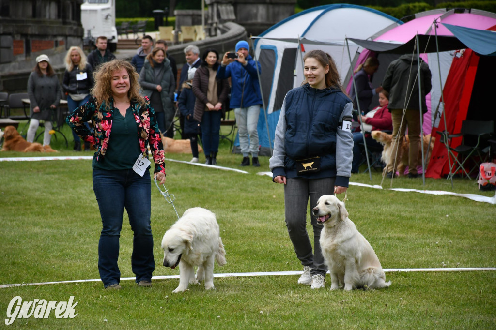 Świerklaniec. Wystawa golden retrieverów