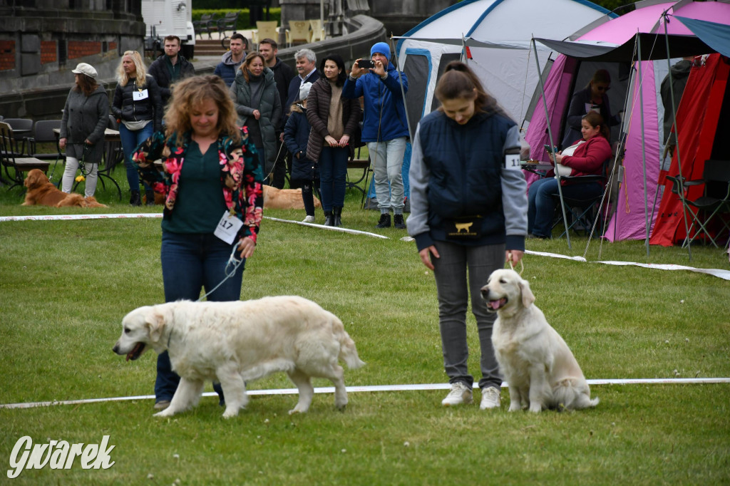 Świerklaniec. Wystawa golden retrieverów