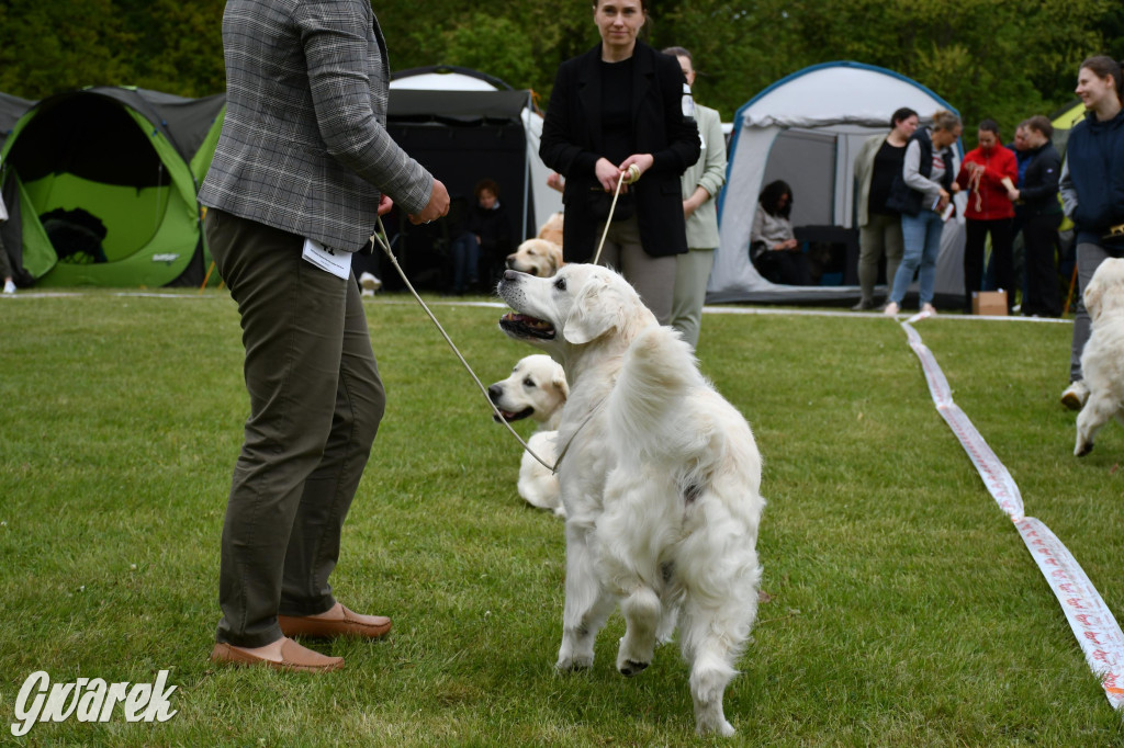 Świerklaniec. Wystawa golden retrieverów