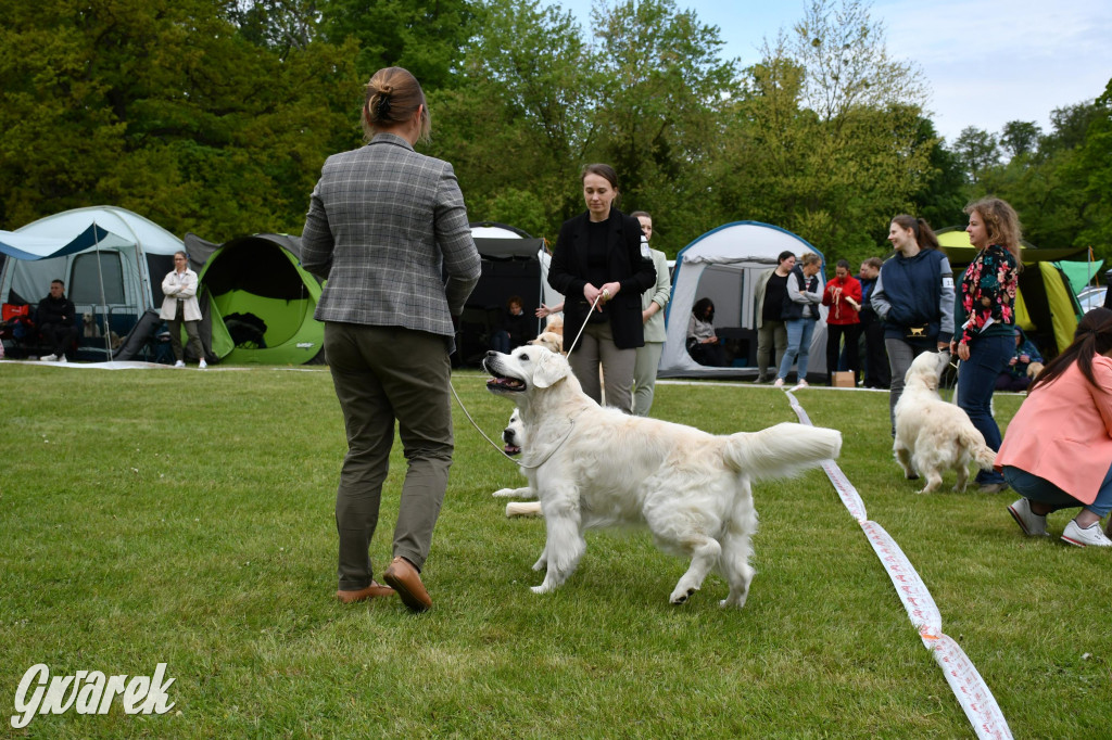 Świerklaniec. Wystawa golden retrieverów