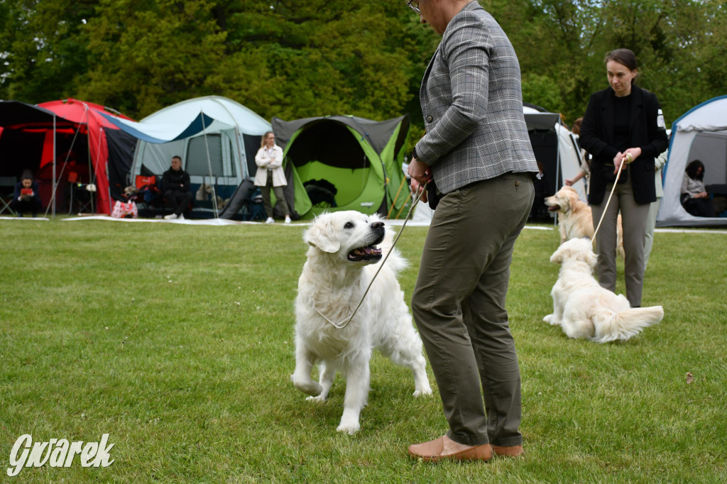 Świerklaniec. Wystawa golden retrieverów