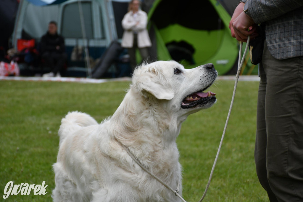 Świerklaniec. Wystawa golden retrieverów