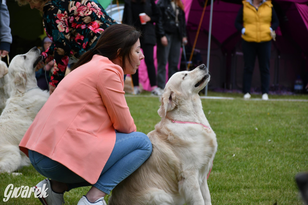 Świerklaniec. Wystawa golden retrieverów