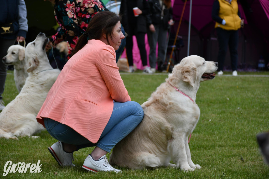 Świerklaniec. Wystawa golden retrieverów