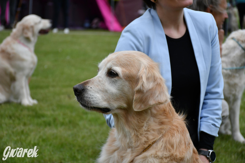 Świerklaniec. Wystawa golden retrieverów