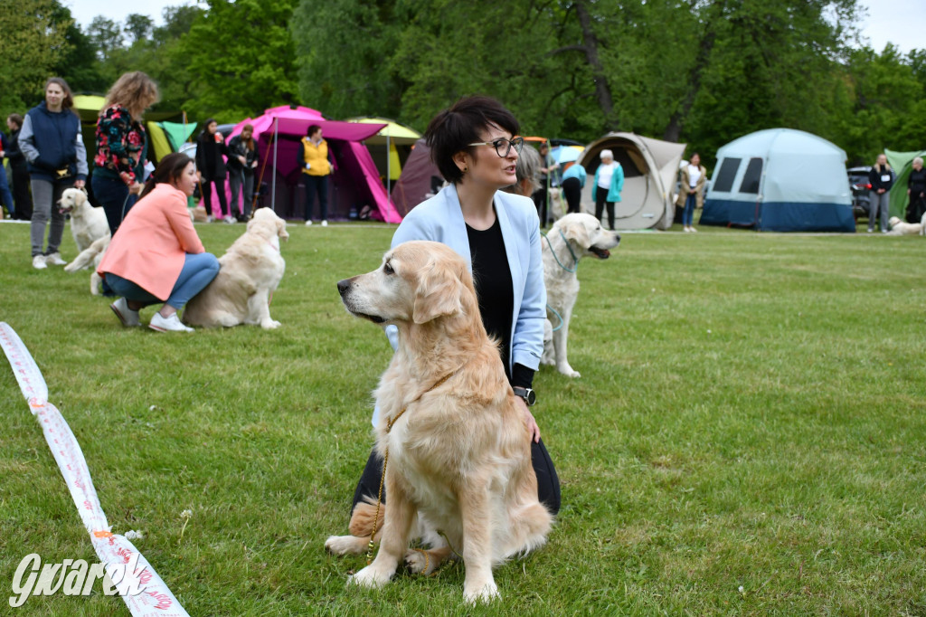 Świerklaniec. Wystawa golden retrieverów