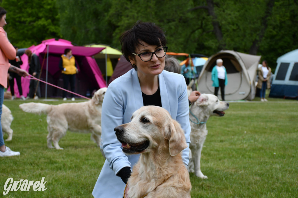 Świerklaniec. Wystawa golden retrieverów
